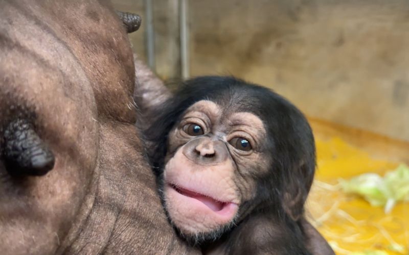 simpanz, zoo-ljubljana, novorojenec