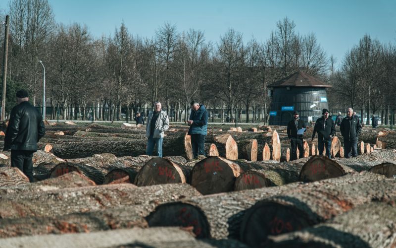 dražba-hlodovine-2026, les, lesa, pomurski-sejem-gornja-radgona