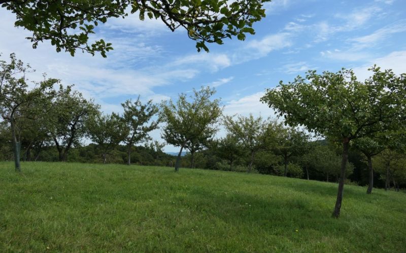 Travniški sadovnjak_KJ.jpg