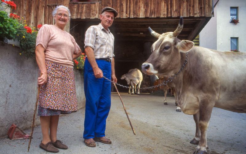 kmetija kmet krava govedo