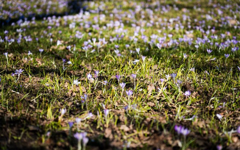 pomlad, pomladanski-žafran