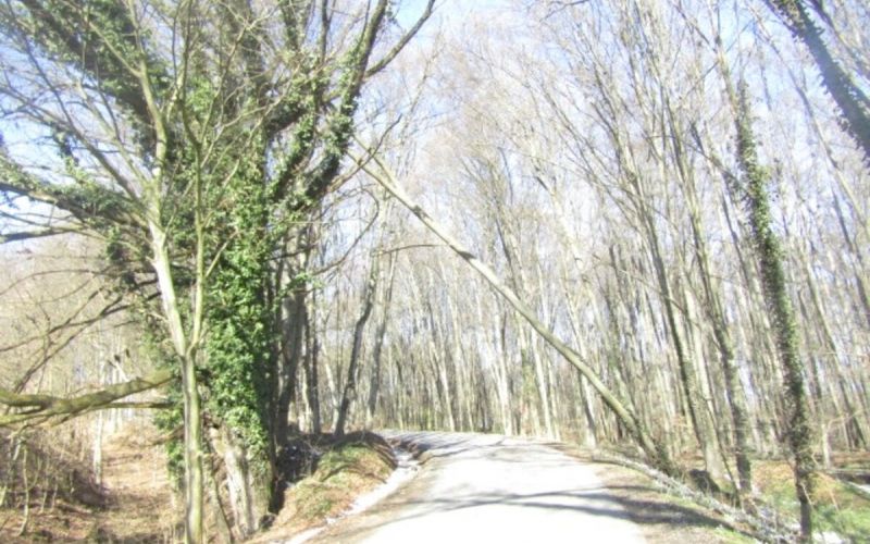 hb_podrta drevesa.jpg