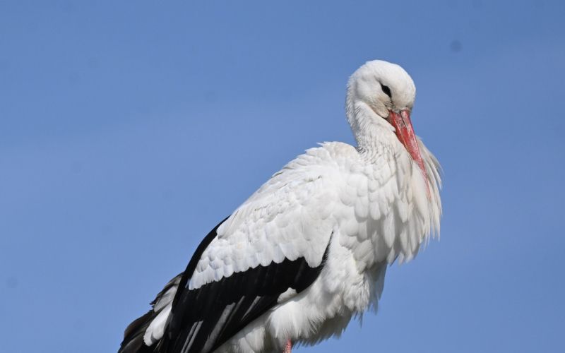 štorklja, gornja radgona