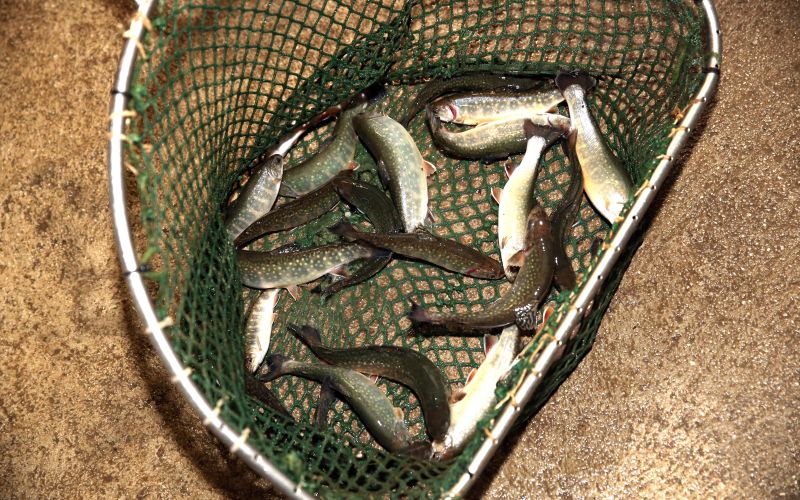 Ribogojnica Gospic 027_svetla.JPG