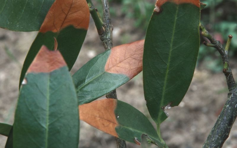 izsuševanje lovorikovca