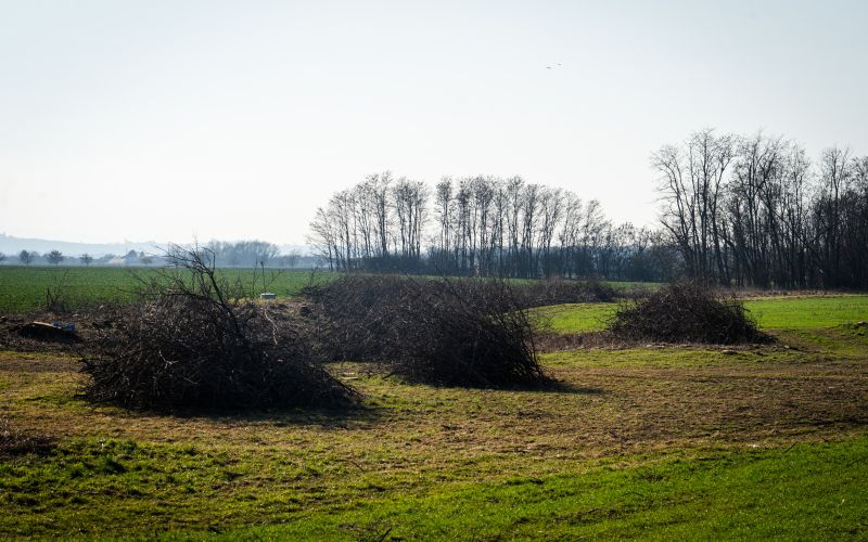 odstranjevanje-drevja, skupina-panvita