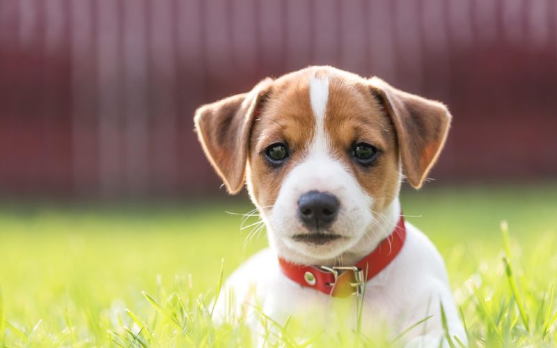 Jack Russel, pasma, pes