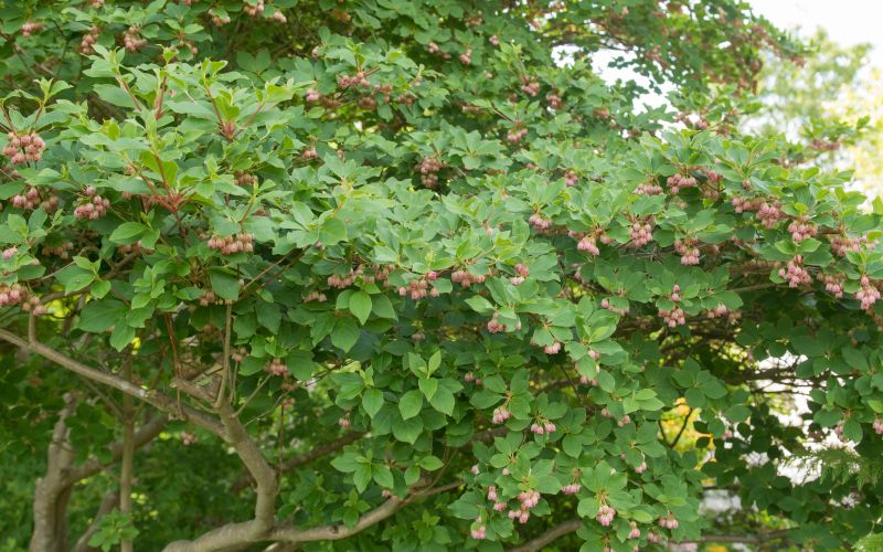 Enkianthus campanulatus