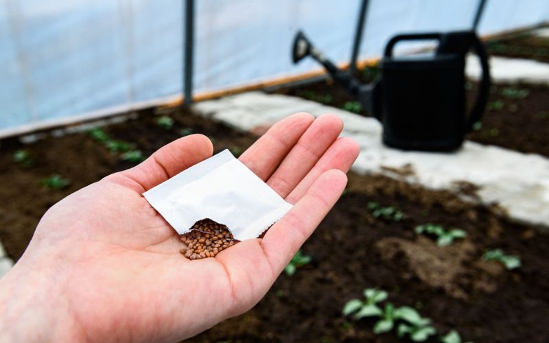 sejanje v rastlinjaku