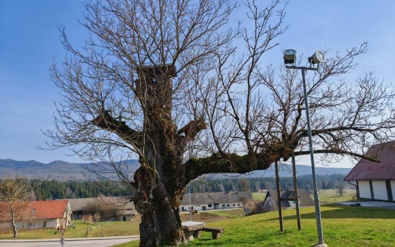 najdebelejsi-slovenski-oreh