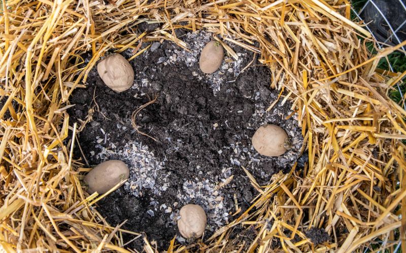 sajenje krompirja v slamo