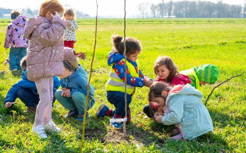 beltinci, sajenje-medovitih-dreves