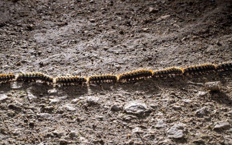 pinijev sprevodni prelec.jpg