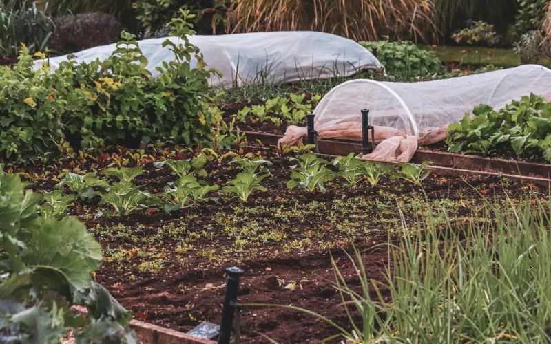 gredice z agrokopreno