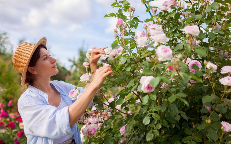 vodic-za-obrezovanje-vrtnic