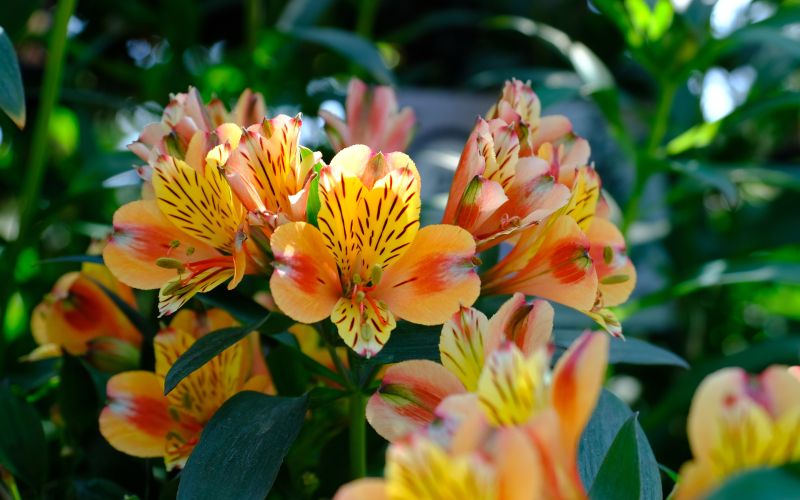 balkonsko-cvetje, ureditev-vrta