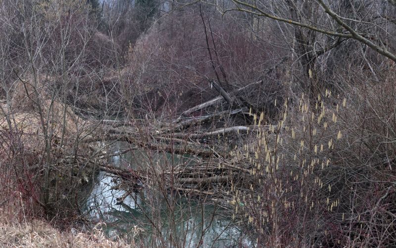 vogajna, sentjur, polomljena-drevesa, drsv, ciscene