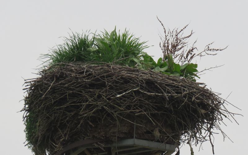 štorklje, zaraščeno gnezdo