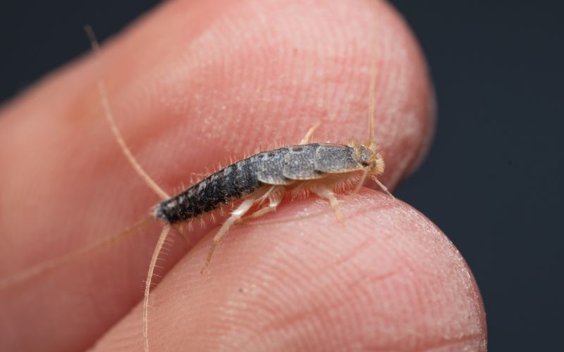 klincki, srebrne-ribice