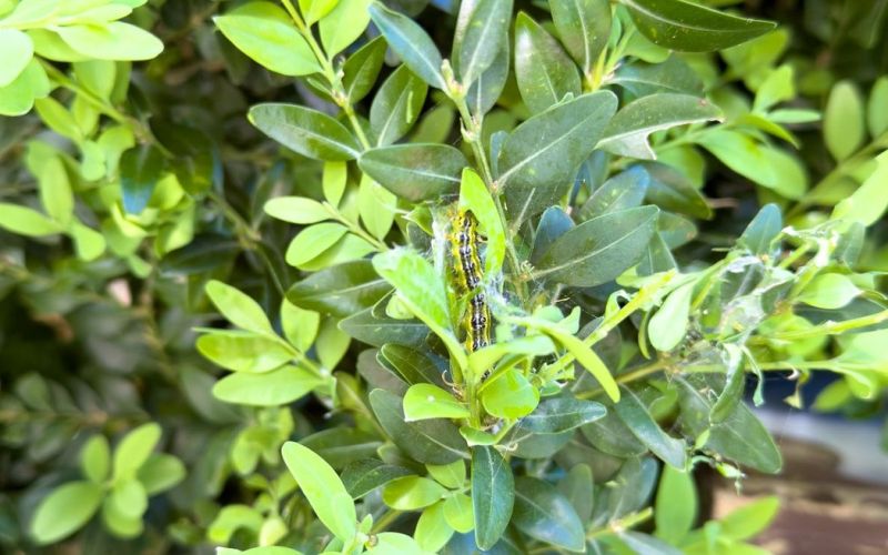 gosenica pušpanove vešče