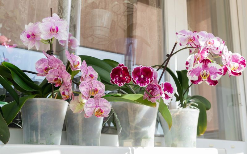 orhideje