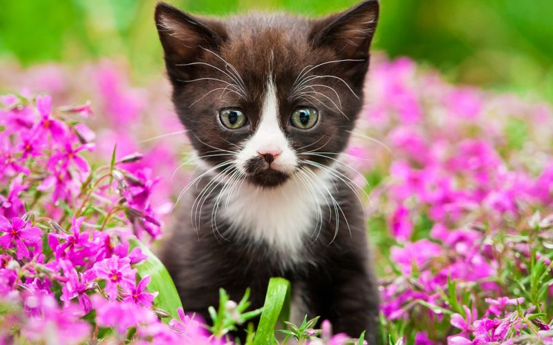 domaci-ljubljencki, sobne-rastline