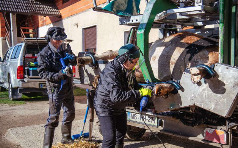 korekcija-parkljev-kokol, krave, krava, kravice, obrezovanje-parkljev
