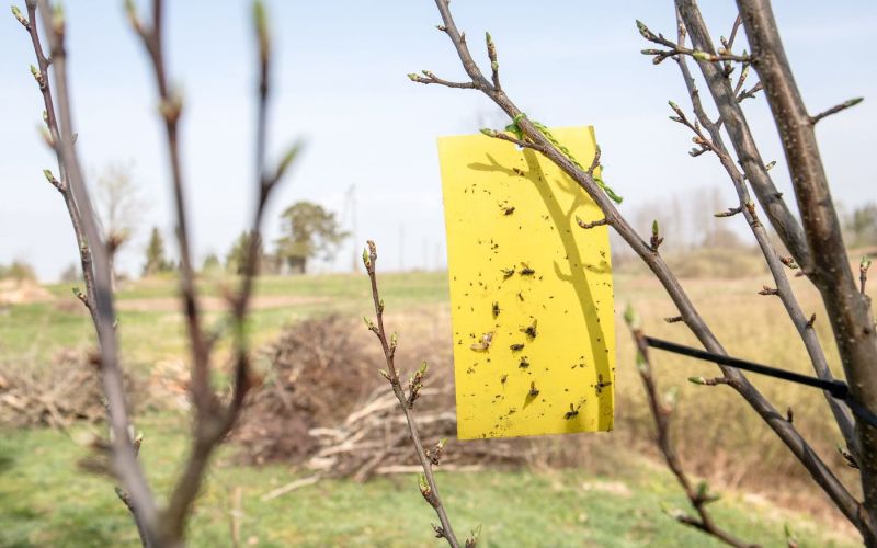 Rumene lepljive plošče