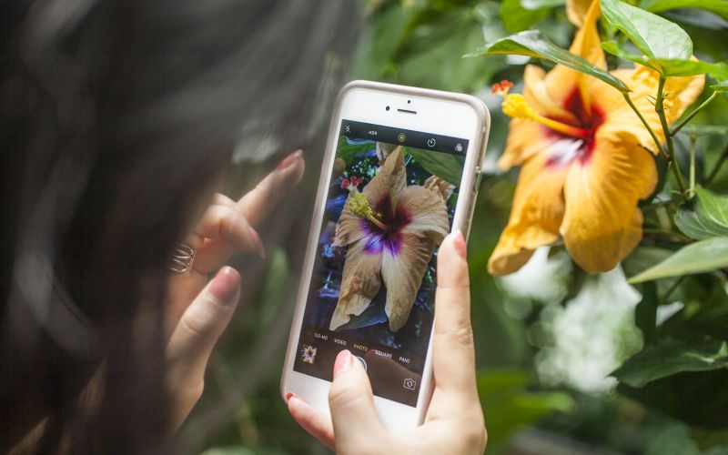 fotografiranje rože