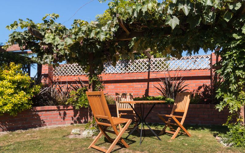 pergola z vinsko trto