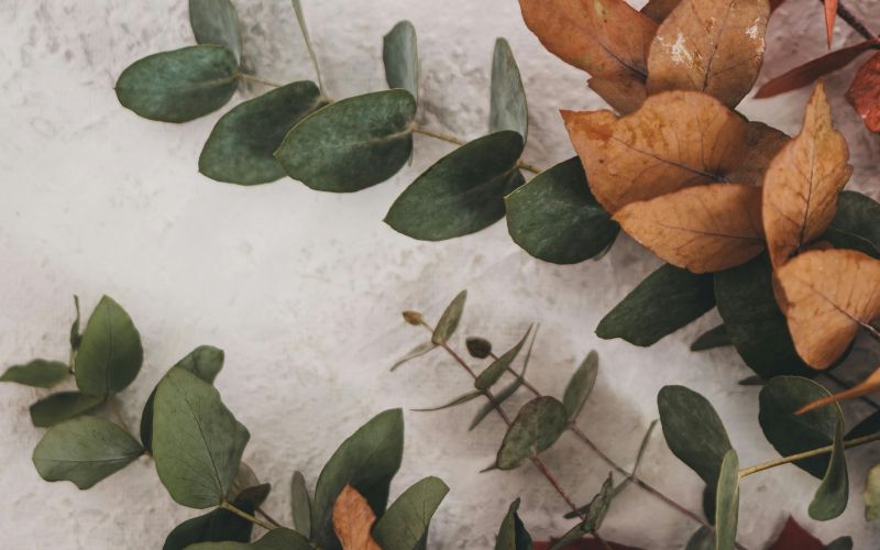 evkaliptus rjavi listi