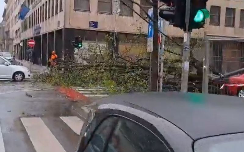 zagreb, podrta drevesa.jpg