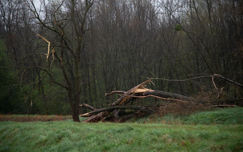 vetrolom, 27-marec-2026, nevihta, podrta-drevesa, podrto-drevje