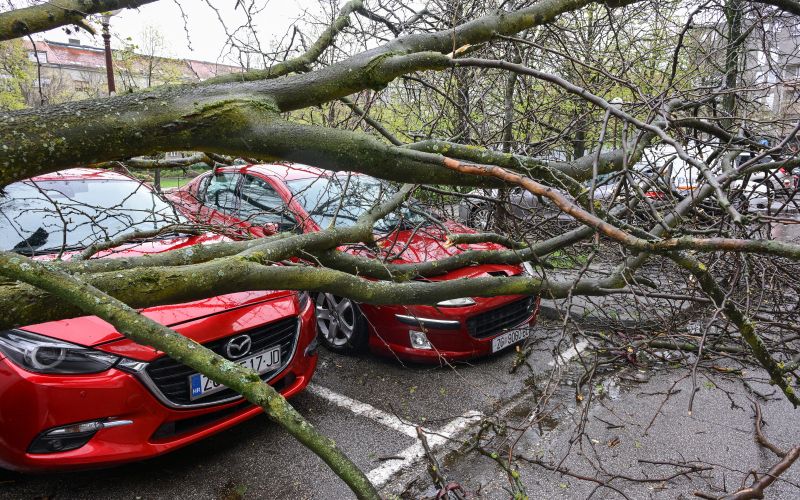 veter drevo avto padlo na drevo