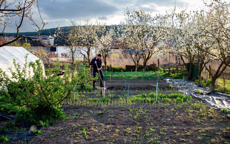 zelenjavni vrt pomlad