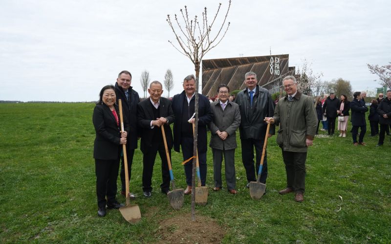 Japonska češnja, expano