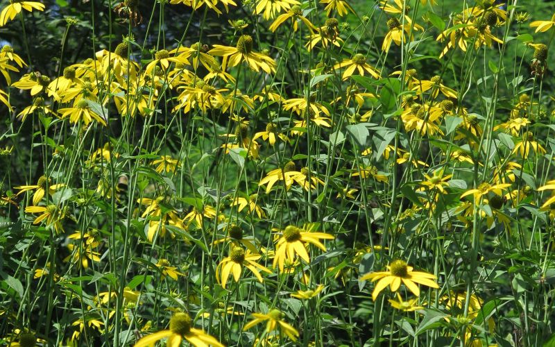 deljenolistna rudbekija