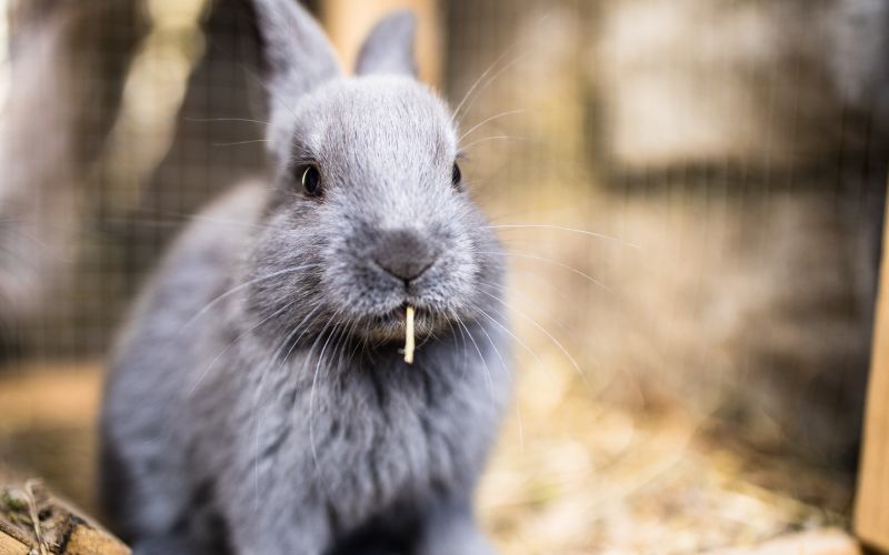 pokosena-trava, zajec