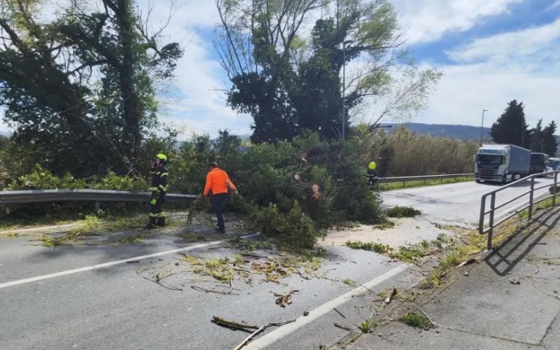 vetrolom, podrto drevo, koper