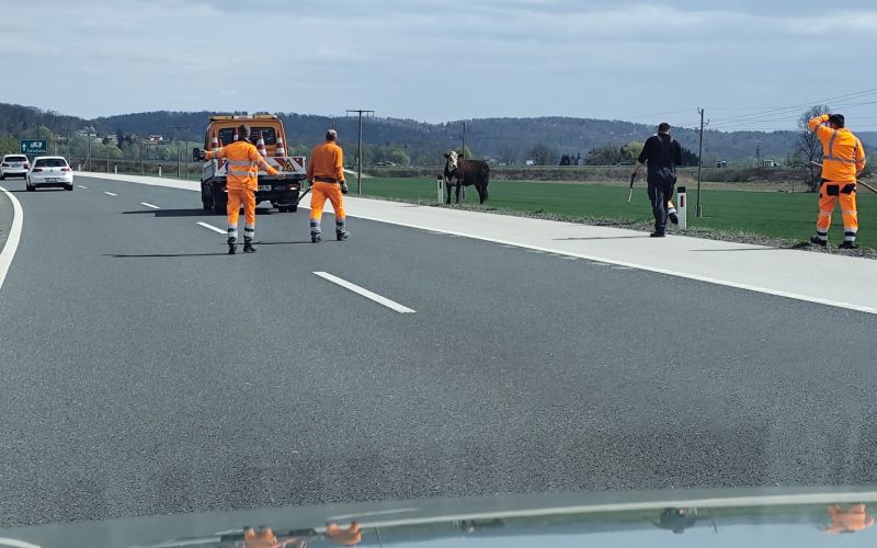 ovira na cesti, žival na cesti, pomurska avtocesta