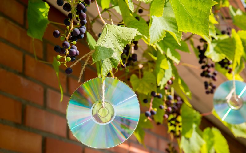 vrt, ptice-na-vrtu, zgoscenka