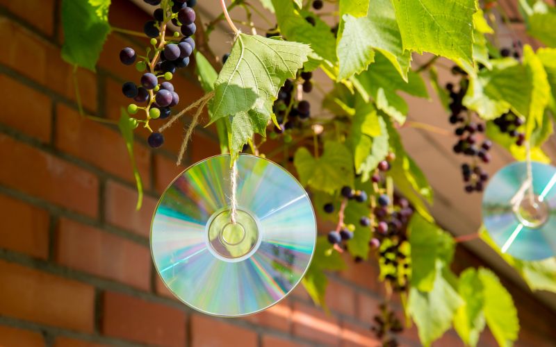 vrt, ptice-na-vrtu, zgoscenka