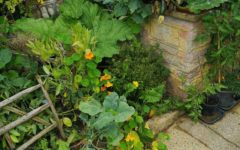 zasaditev na majhni površini