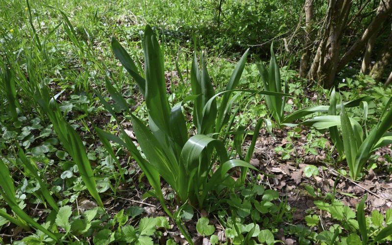 jesenski podlesek.jpg