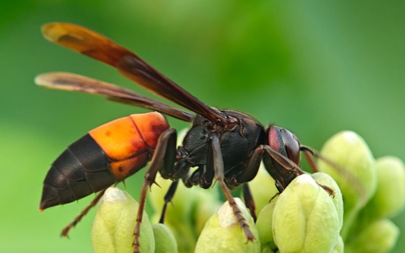 ose, srseni, ose-in-srseni