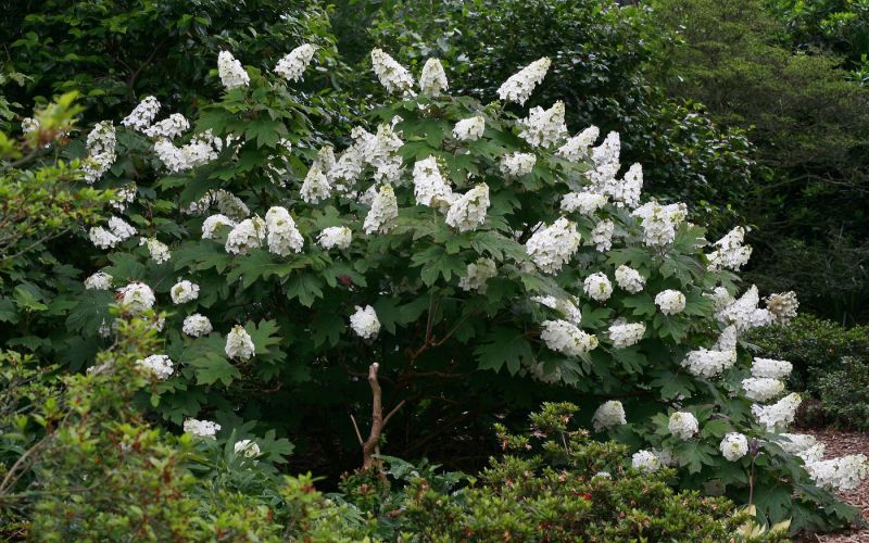 Hydrangea quercifolia 'Snow Queen'