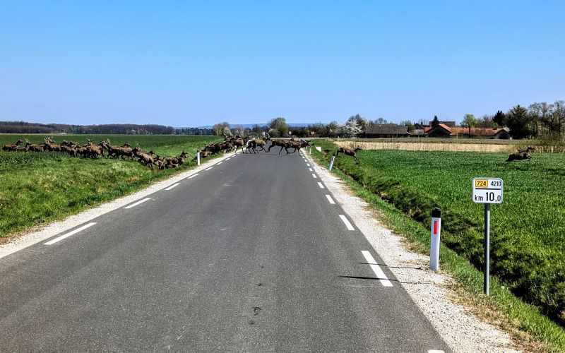 kobilje, divjad, jeleni, kosute