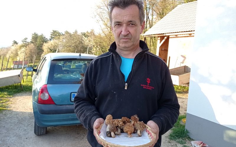 gobe, nabiranje-gob, mavrahi