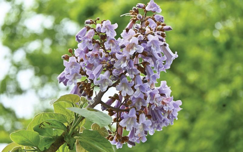 invazivne dodatna shutterstock_2296530471.jpg