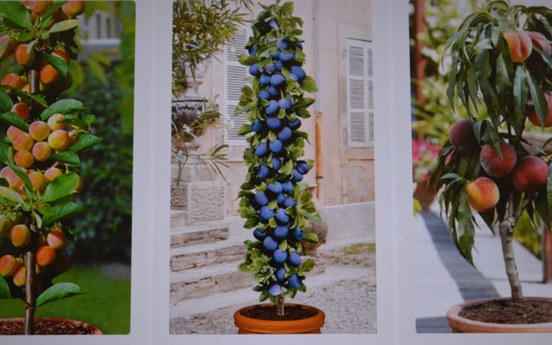 spletni-nakup, sadike